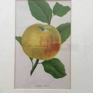 RARE Authentic 1900 Botanical fruit 🍎 Chromolithograph Wall  Art